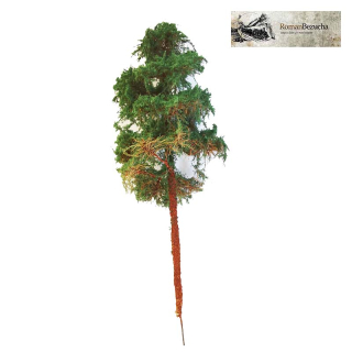 H0/TT RB 135 Borovice vysoká, 20cm